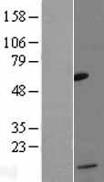 CCL13 / MCP4 Protein - Western validation with an anti-DDK antibody * L: Control HEK293 lysate R: Over-expression lysate