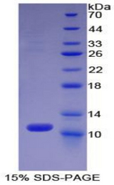 CCL13 / MCP4 Protein