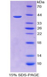 CCL13 / MCP4 Protein - Recombinant  Monocyte Chemotactic Protein 4 By SDS-PAGE