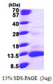 CCL13 / MCP4 Protein