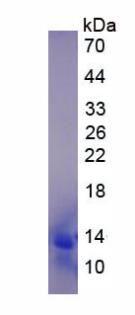 CCL13 / MCP4 Protein - Active Monocyte Chemotactic Protein 4 (MCP4) by SDS-PAGE