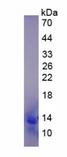 CCL13 / MCP4 Protein - Active Monocyte Chemotactic Protein 4 (MCP4) by SDS-PAGE