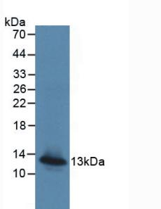 CCL13 / MCP4 Protein - Active Monocyte Chemotactic Protein 4 (MCP4) by WB