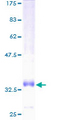 CCL14 Protein - 12.5% SDS-PAGE of human CCL14 stained with Coomassie Blue