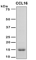 CCL16 / LEC Protein