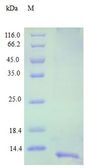 CCL16 / LEC Protein