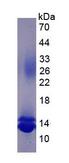 CCL16 / LEC Protein - Eukaryotic Chemokine C-C-Motif Ligand 16 (CCL16) by SDS-PAGE