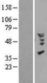 CCL18 / PARC Protein - Western validation with an anti-DDK antibody * L: Control HEK293 lysate R: Over-expression lysate