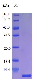 CCL18 / PARC Protein