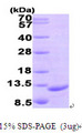 CCL19 / MIP3-Beta Protein