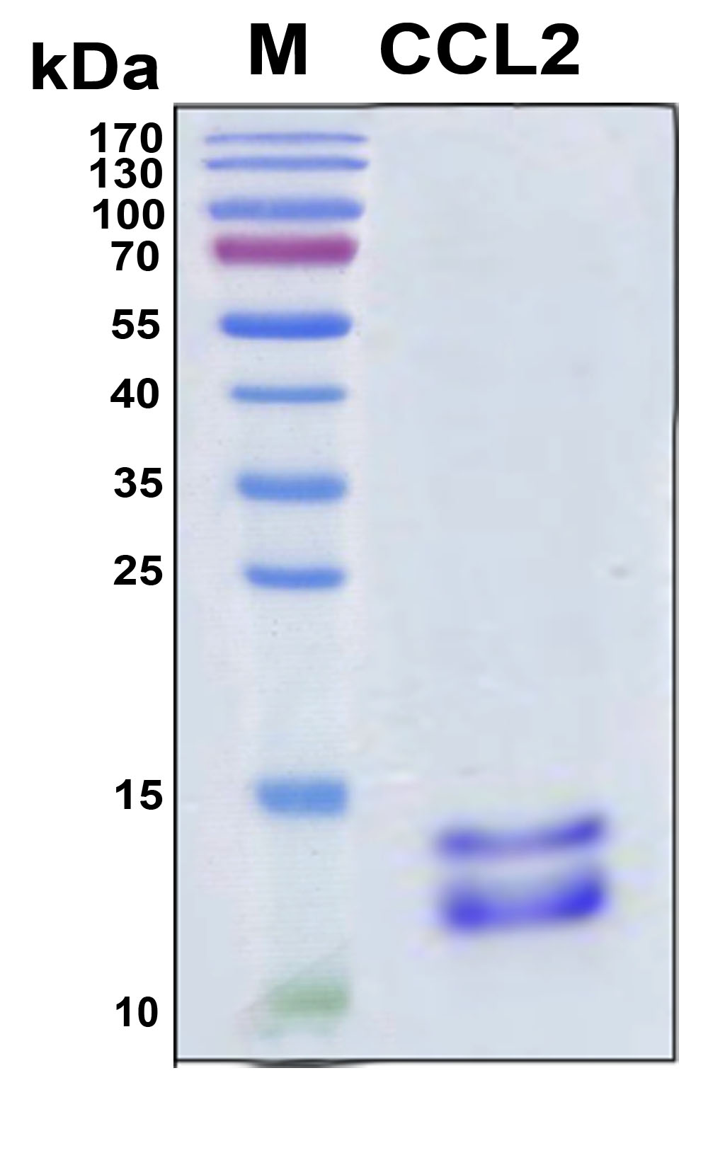 CCL2 / MCP1 Protein - SDS-PAGE under reducing conditions and visualized by Coomassie blue staining