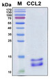 CCL2 / MCP1 Protein - SDS-PAGE under reducing conditions and visualized by Coomassie blue staining