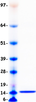 CCL2 / MCP1 Protein - Purified recombinant protein CCL2 was analyzed by SDS-PAGE gel and Coomassie Blue Staining