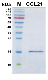 CCL21 / SLC Protein - SDS-PAGE under reducing conditions and visualized by Coomassie blue staining