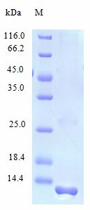 CCL21 / SLC Protein