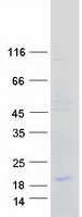 CCL21 / SLC Protein - Purified recombinant protein CCL21 was analyzed by SDS-PAGE gel and Coomassie Blue Staining