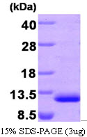 CCL22 / MDC Protein