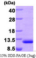 CCL22 / MDC Protein
