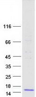 CCL22 / MDC Protein - Purified recombinant protein CCL22 was analyzed by SDS-PAGE gel and Coomassie Blue Staining
