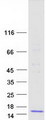 CCL22 / MDC Protein - Purified recombinant protein CCL22 was analyzed by SDS-PAGE gel and Coomassie Blue Staining