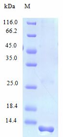 CCL23 / MIP3 Protein