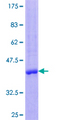 CCL23 / MIP3 Protein - 12.5% SDS-PAGE of human CCL23 stained with Coomassie Blue