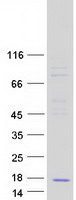 CCL23 / MIP3 Protein - Purified recombinant protein CCL23 was analyzed by SDS-PAGE gel and Coomassie Blue Staining