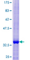 CCL26 / Eotaxin 3 Protein - 12.5% SDS-PAGE of human CCL26 stained with Coomassie Blue