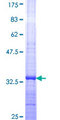 CCL26 / Eotaxin 3 Protein - 12.5% SDS-PAGE Stained with Coomassie Blue.