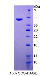 CCL26 / Eotaxin 3 Protein - Recombinant Macrophage Inflammatory Protein 4 Alpha By SDS-PAGE