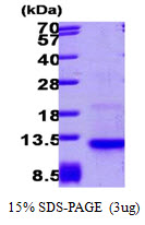 CCL26 / Eotaxin 3 Protein