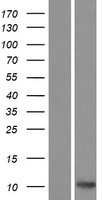 CCL27 Protein - Western validation with an anti-DDK antibody * L: Control HEK293 lysate R: Over-expression lysate