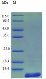 CCL27 Protein