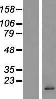 CCL28 / MEC Protein - Western validation with an anti-DDK antibody * L: Control HEK293 lysate R: Over-expression lysate