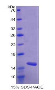 CCL28 / MEC Protein - Recombinant Mucosae Associated Epithelia Chemokine By SDS-PAGE
