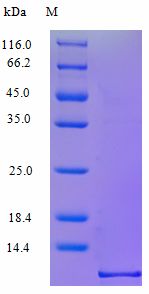 CCL3 / MIP-1-Alpha Protein