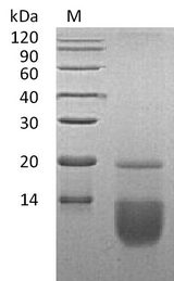 CCL3 / MIP-1-Alpha Protein - (Tris-Glycine gel) Discontinuous SDS-PAGE (reduced) with 5% enrichment gel and 15% separation gel.
