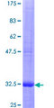 CCL3 / MIP-1-Alpha Protein - 12.5% SDS-PAGE of human CCL3 stained with Coomassie Blue