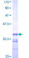 CCL3 / MIP-1-Alpha Protein - 12.5% SDS-PAGE Stained with Coomassie Blue.