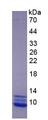 CCL3 / MIP-1-Alpha Protein - Eukaryotic Macrophage Inflammatory Protein 1 Alpha (MIP1a) by SDS-PAGE