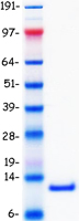 CCL3 / MIP-1-Alpha Protein - Purified recombinant protein CCL3 was analyzed by SDS-PAGE gel and Coomassie Blue Staining