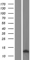 CCL3L3 Protein - Western validation with an anti-DDK antibody * L: Control HEK293 lysate R: Over-expression lysate