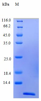 CCL4 / MIP-1 Beta Protein