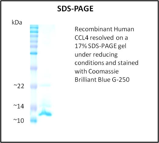 CCL4 / MIP-1 Beta Protein