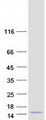 CCL4L1 Protein - Purified recombinant protein CCL4L1 was analyzed by SDS-PAGE gel and Coomassie Blue Staining