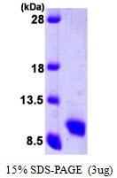 CCL5 / RANTES Protein