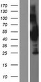 CCM2 / Malcavernin Protein - Western validation with an anti-DDK antibody * L: Control HEK293 lysate R: Over-expression lysate