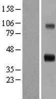 CCN4 / WISP1 Protein - Western validation with an anti-DDK antibody * L: Control HEK293 lysate R: Over-expression lysate