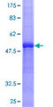 CCN4 / WISP1 Protein - 12.5% SDS-PAGE of human WISP1 stained with Coomassie Blue