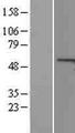CCNA1 / Cyclin A1 Protein - Western validation with an anti-DDK antibody * L: Control HEK293 lysate R: Over-expression lysate